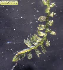 Attēlu rezultāti vaicājumam “Gymnocolea inflata”