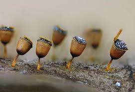 Attēlu rezultāti vaicājumam “Craterium leucocephalum var. scyphoides stalked”