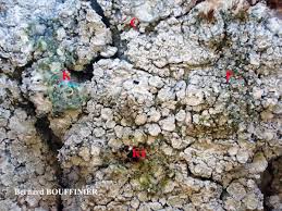 Attēlu rezultāti vaicājumam “Pertusaria albescens”