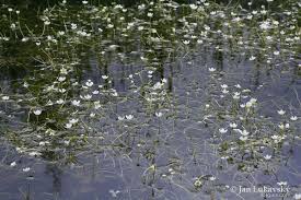 Attēlu rezultāti vaicājumam “Batrachium circinatum”