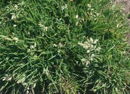 Attēlu rezultāti vaicājumam “Poa remota bud”