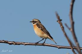 Attēlu rezultāti vaicājumam “Saxicola rubetra”