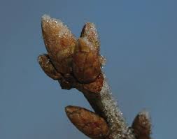 Attēlu rezultāti vaicājumam “Quercus robur bud”