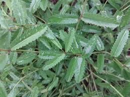 Attēlu rezultāti vaicājumam “Sanguisorba officinalis leaf”