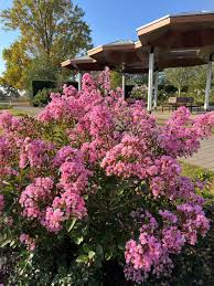 Image result for Lagerstroemia