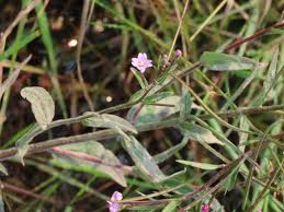 Attēlu rezultāti vaicājumam “Epilobium parviflorum”