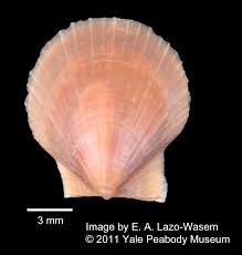 Image result for Placopecten magellanicus