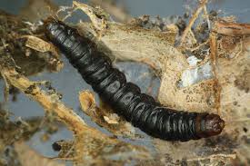 Attēlu rezultāti vaicājumam “Hypsopygia glaucinalis”