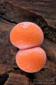 Attēlu rezultāti vaicājumam “Lycogala exiguum aggr. macro”