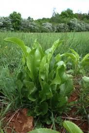 Attēlu rezultāti vaicājumam “Armoracia rusticana”