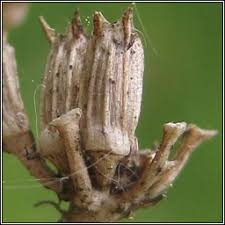 Attēlu rezultāti vaicājumam “Oenanthe aquatica fruit”