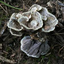 Attēlu rezultāti vaicājumam “Thelephora terrestris”