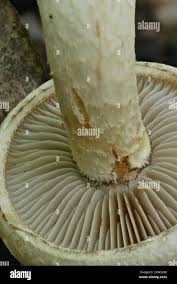 Attēlu rezultāti vaicājumam “Pholiota heteroclita”