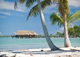 Attēlu rezultāti vaicājumam “Aranei exuvia”