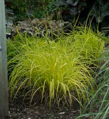 Attēlu rezultāti vaicājumam “Carex scandinavica”