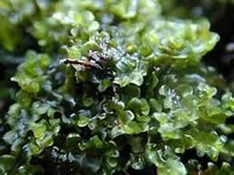 Attēlu rezultāti vaicājumam “Jungermannia hyalina”