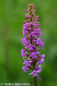 Attēlu rezultāti vaicājumam “Gymnadenia conopsea bud”