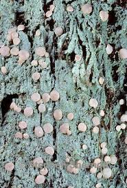 Attēlu rezultāti vaicājumam “Icmadophila ericetorum”