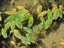Attēlu rezultāti vaicājumam “Potamogeton gramineus”