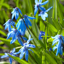 Attēlu rezultāti vaicājumam “Scilla siberica bud”