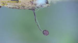 Attēlu rezultāti vaicājumam “Cribraria violacea macro”