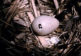 Attēlu rezultāti vaicājumam “Fulica atra eggs”