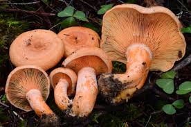 Attēlu rezultāti vaicājumam “Lactarius”