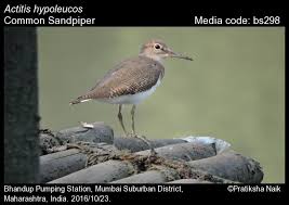 Attēlu rezultāti vaicājumam “Actitis hypoleucos”