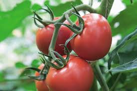 Attēlu rezultāti vaicājumam “Lycopersicon esculentum”