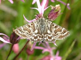 Attēlu rezultāti vaicājumam “Callistege mi”