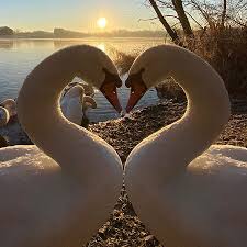 Image result for South Yorkshire Swans