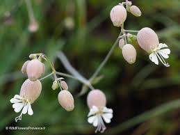 Attēlu rezultāti vaicājumam “Silene vulgaris flower”