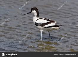 Image result for Recurvirostra avosetta