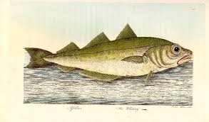 Image result for Merlangius merlangus