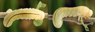 Attēlu rezultāti vaicājumam “Cimbex luteus”