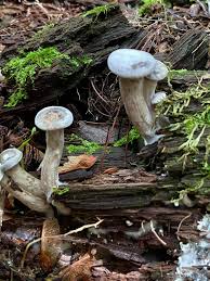 Attēlu rezultāti vaicājumam “Cantharellula umbonata”