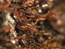 Attēlu rezultāti vaicājumam “Frullania fragilifolia macro”