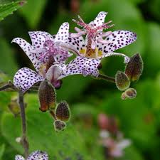 Image result for Tricyrtis `Black Beauty`