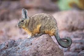 Image result for viscacha