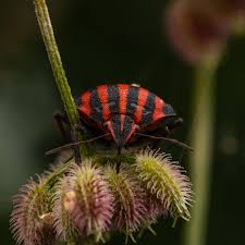 Attēlu rezultāti vaicājumam “Graphosoma lineatum nymph”
