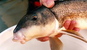Image result for Catostomus commersonii