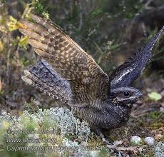 Attēlu rezultāti vaicājumam “Caprimulgus europaeus adult”