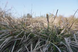 Attēlu rezultāti vaicājumam “Carex ericetorum”