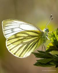 Attēlu rezultāti vaicājumam “Pieris napi underside”