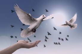 Image result for FOTO DE PAZ