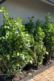 Attēlu rezultāti vaicājumam “Clusiaceae”