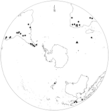 Attēlu rezultāti vaicājumam “Hymenostylium recurvirostrum”