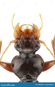 Attēlu rezultāti vaicājumam “Leistus terminatus”