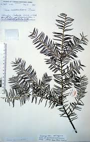 Attēlu rezultāti vaicājumam “Taxus wallichiana”