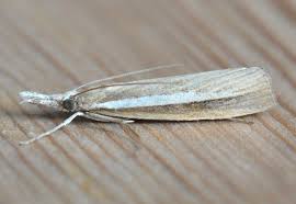 Attēlu rezultāti vaicājumam “Agriphila selasella”